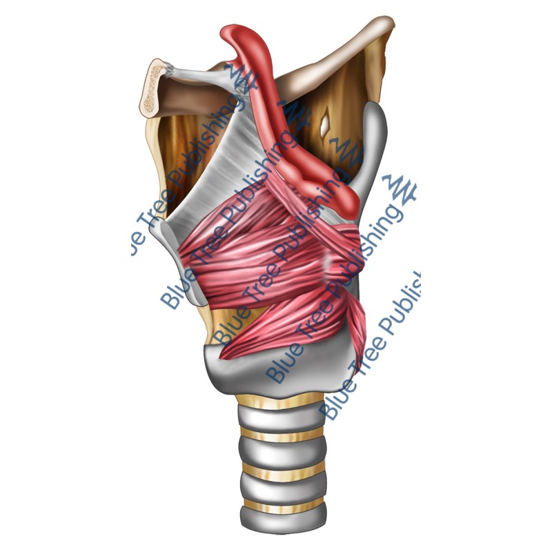 Larynx Muscles Cartilage Side Cut View - Download Image