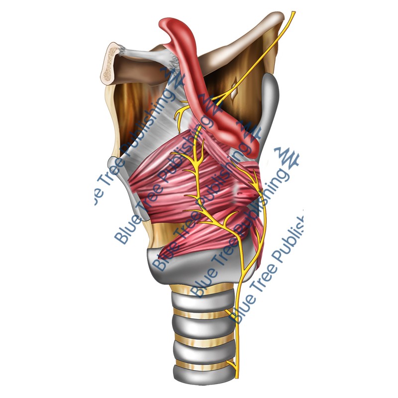 Larynx Muscles Cartilage Nerves Side Cut View - Download Image