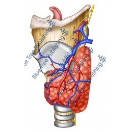 Larynx Thyroid Blood Side View - Download Image