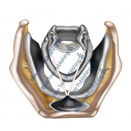 Larynx Cartilage Top View - Download Image