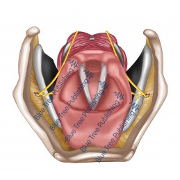 Larynx Nerves Vocal Folds Top View - Download Image