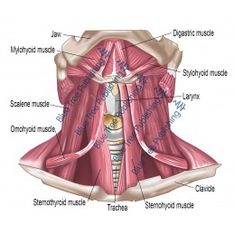 Extrinsic Muscles Neck View - Download Images - labeled