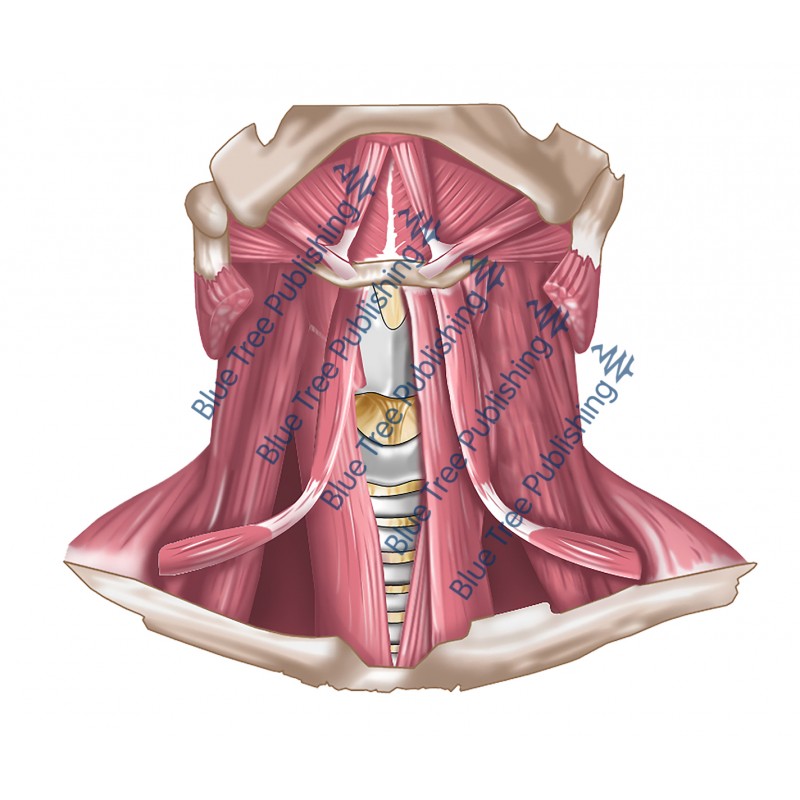 Extrinsic Muscles Neck View - Download Images no label