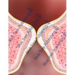 Vocal Folds Side Zoom View - Download Images