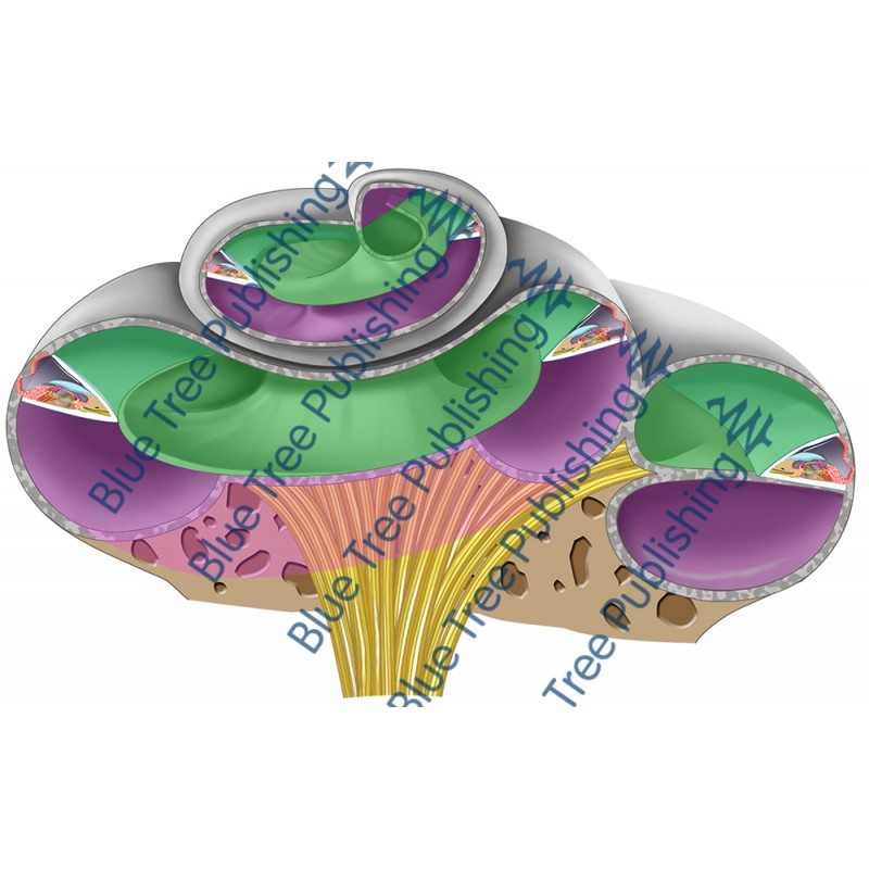 Hearing Cochlea Angled Cross Section - Download Image