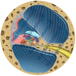 Hearing Cochlea Cross Section - Download Image