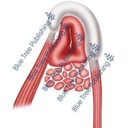 Hearing Eustachian Muscle - Download Image
