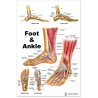 Foot and Ankle Large Poster
