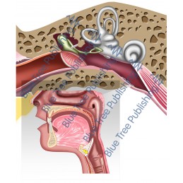 Hearing Middle Ear - Download Image