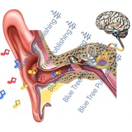 Hearing Normal Ear Process Ear - Download Image