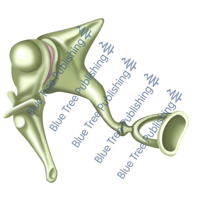 Hearing Ossicular Chain - Download Image