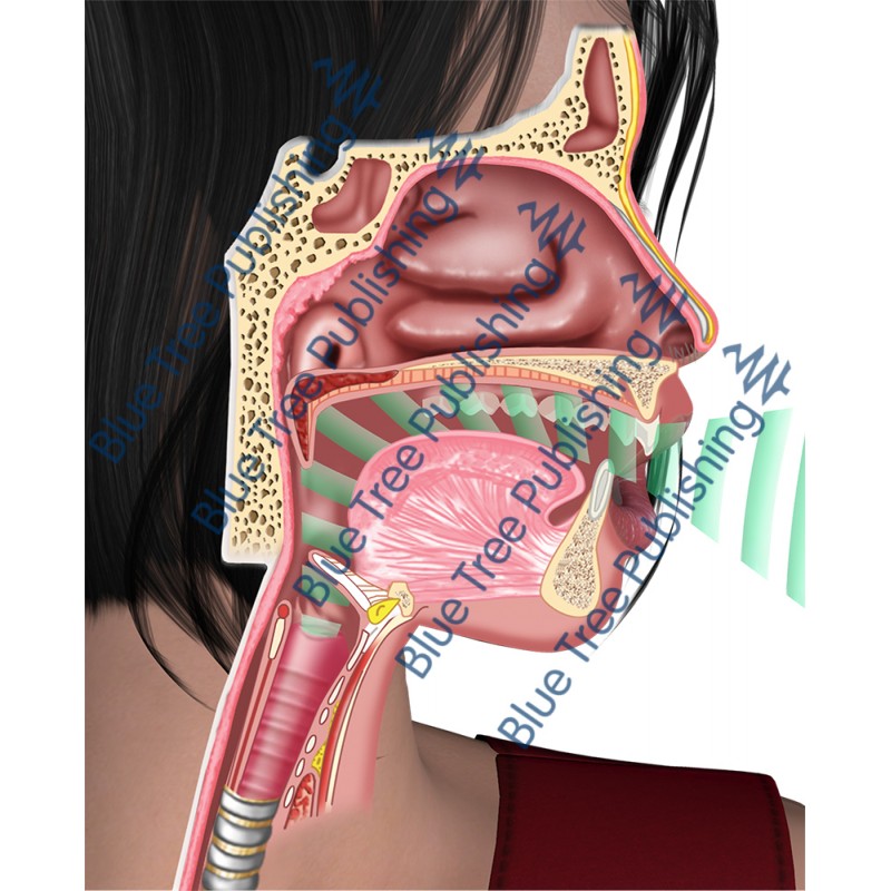 Respiration Exhale Voice Head - Download Image