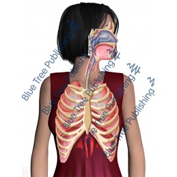 Respiration Breathe Ribs Body - Download Image