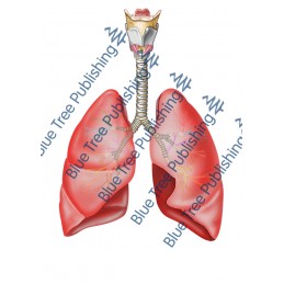 Respiration Lungs Front - Download Image