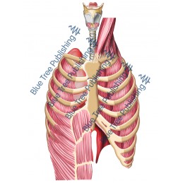 Respiration Lungs Muscle Rib Front - Download Image