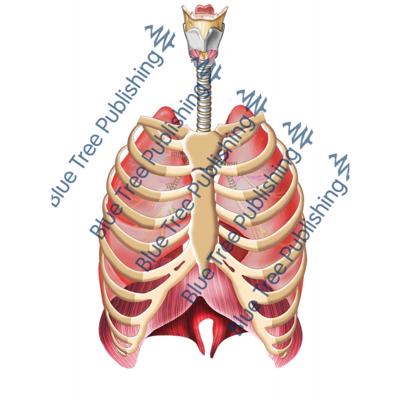 Respiration Lungs Rib Front - Download Image