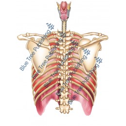 Respiration Lungs Rib Back - Download Image