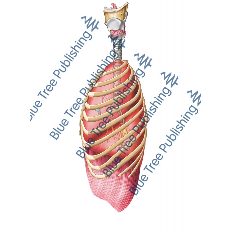 Respiration Lungs Rib Side - Download Image