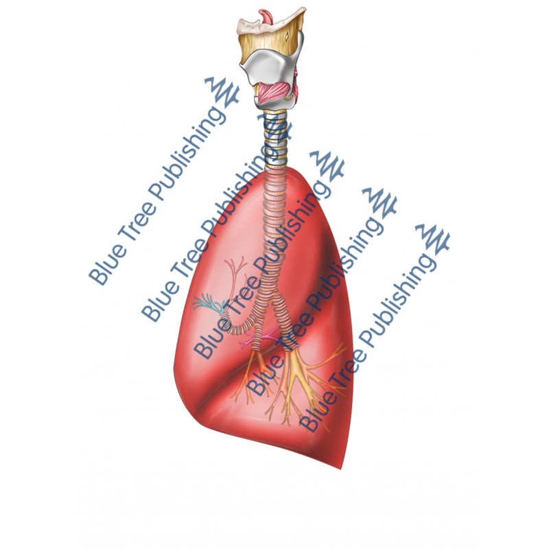 Respiration Lungs Side - Download Image
