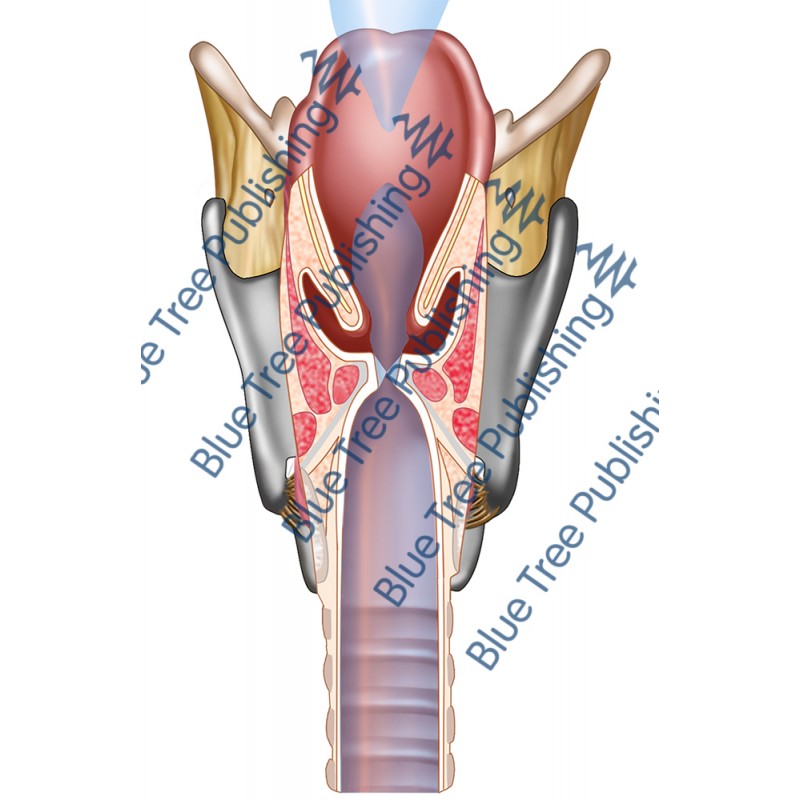 Respiration Voice Larynx Cut Back - Download Image