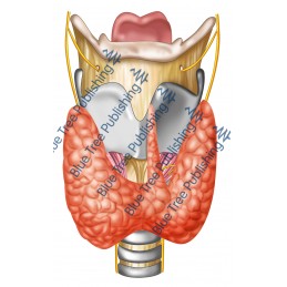Larynx Front Nerves Thyroid View - Download Image