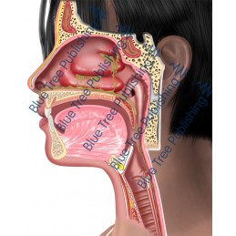 Sinus Turbinate Side Abnormal  - Download Images