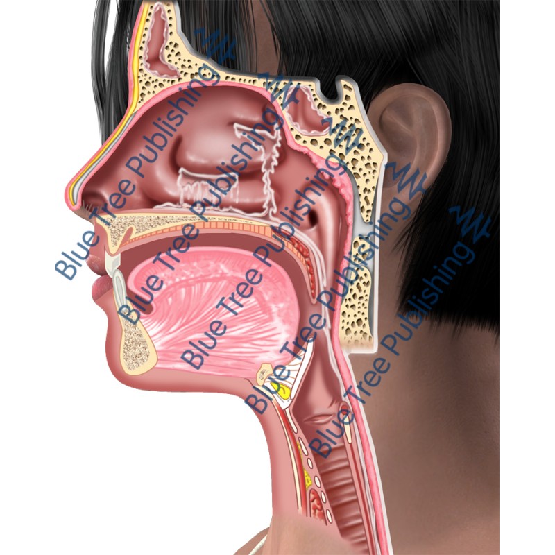 Sinus Turbinate Side Normal  - Download Images