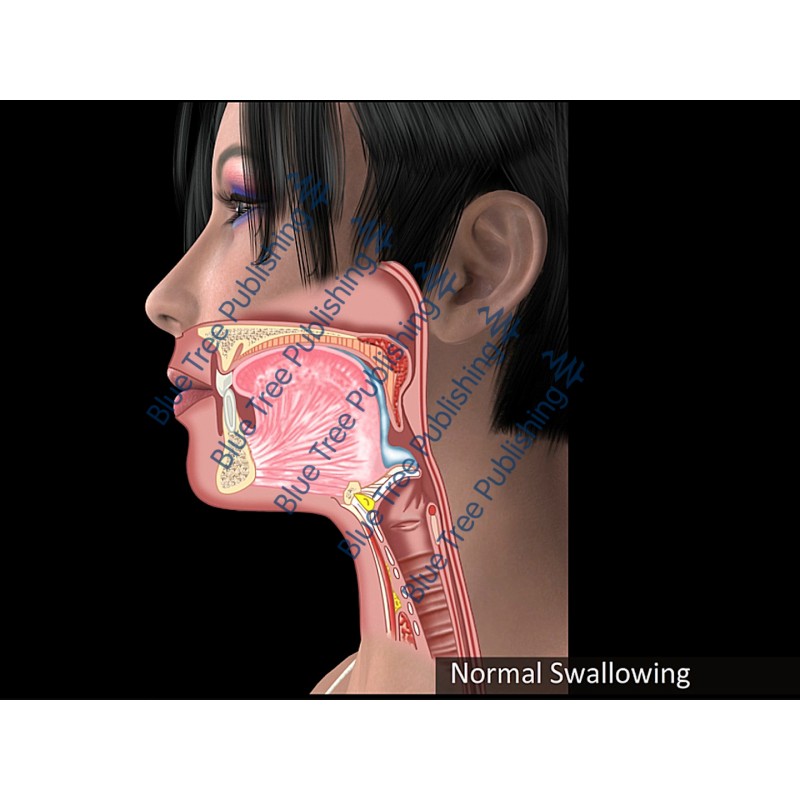 Swallowing Normal Animation - Download Video