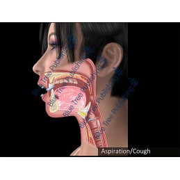 Swallowing Aspiration Cough Animation - Download Video