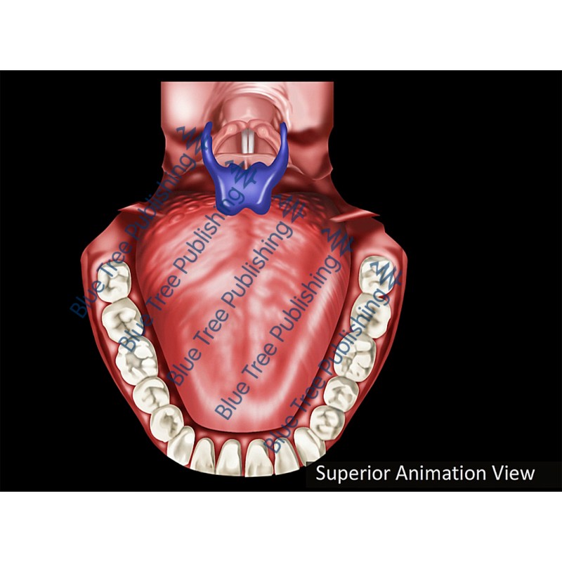 Swallowing Normal Superior Animation - Download Video