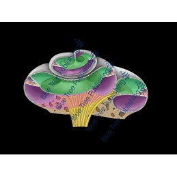 Hearing Cochlea Angled Section Animation - Download Video