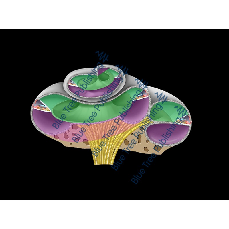 Hearing Cochlea Angled Section Animation - Download Video