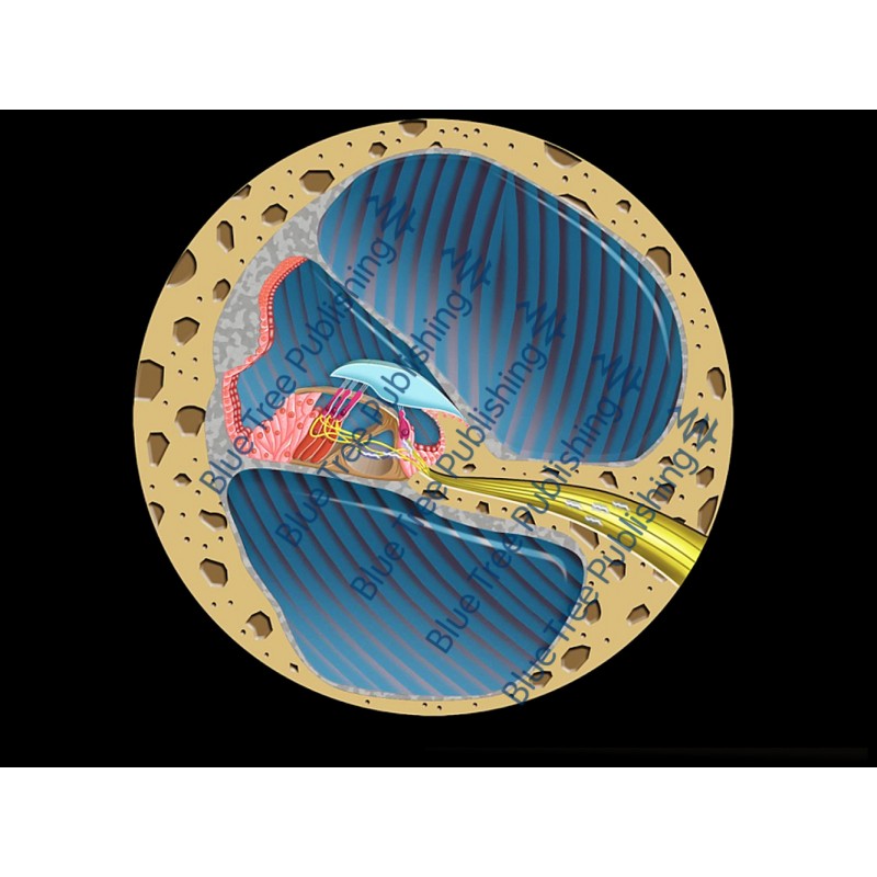 Hearing Cochlea Cross Section Animation - Download Video