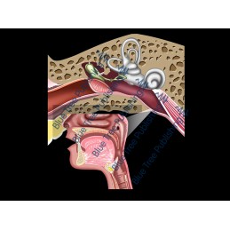 Hearing Middle Ear Animation - Download Video