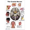 Cranial Nerves Regular Poster