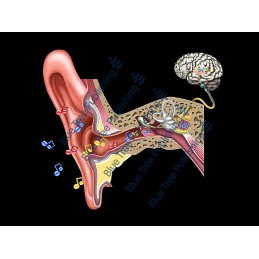 Hearing Normal Ear Process Animation - Download Video
