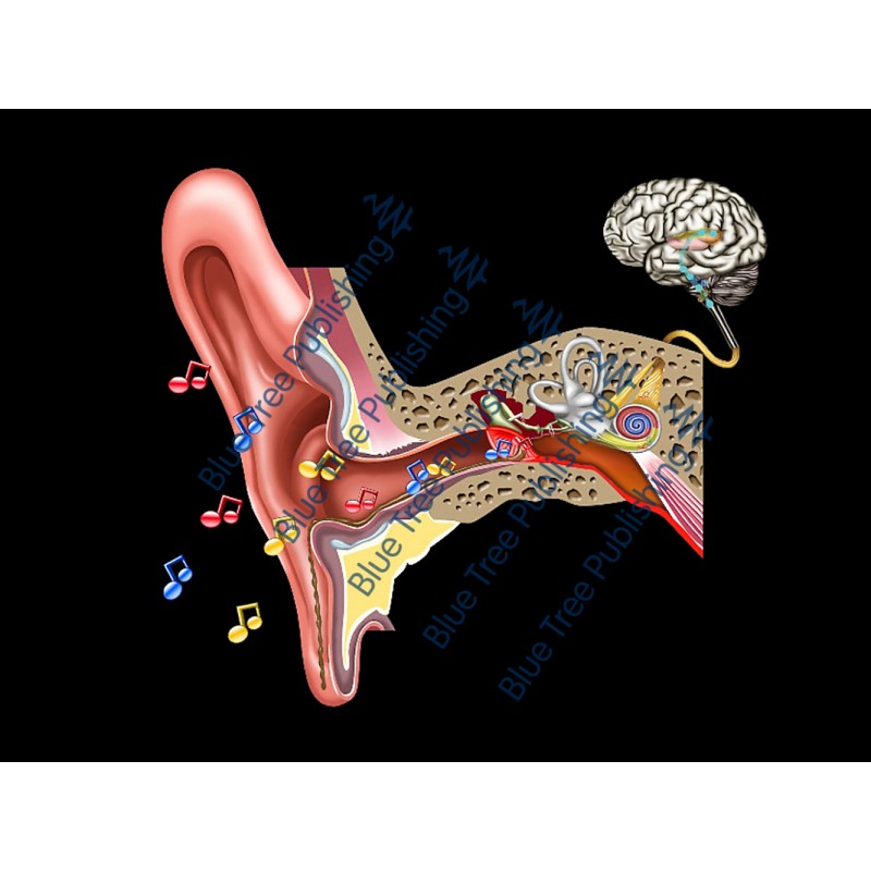 Hearing Ear Drum Rupture Animation - Download Video