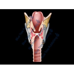 Larynx Posterior Cutaway Animation - Download Video