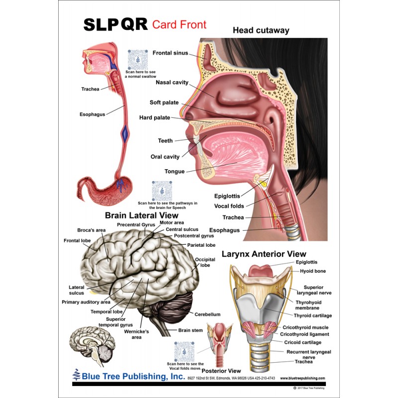 SLP Anatomical Chart QR front