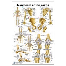 Ligaments of the Joints Medium Poster