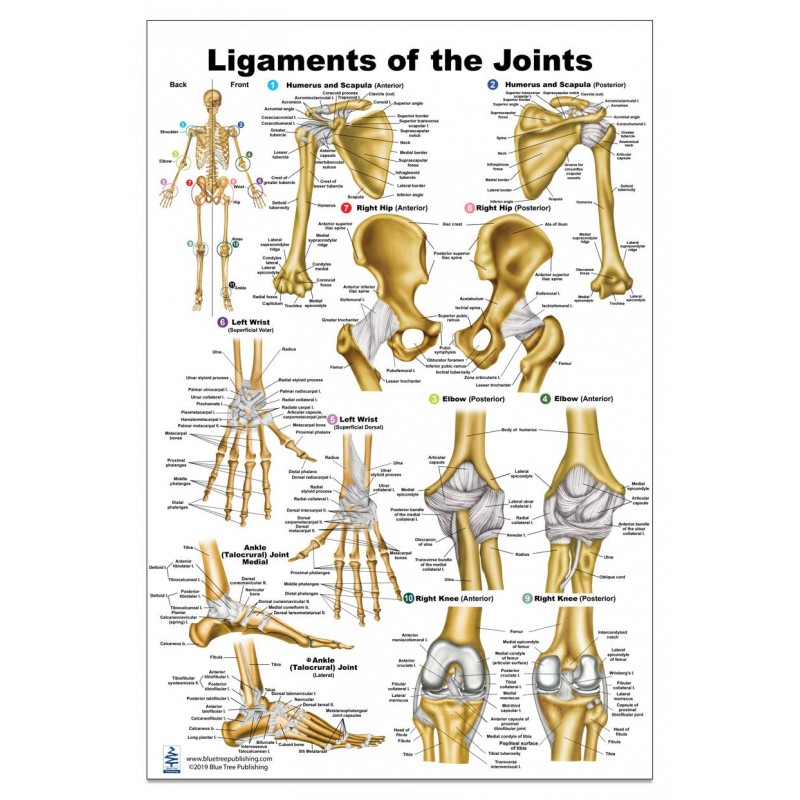 Ligaments of the Joints Regular Poster