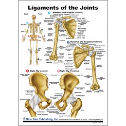 Ligaments of the Joints Anatomical Chart front