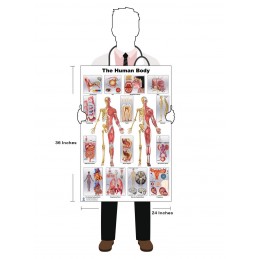 Male Anatomy Large Poster size