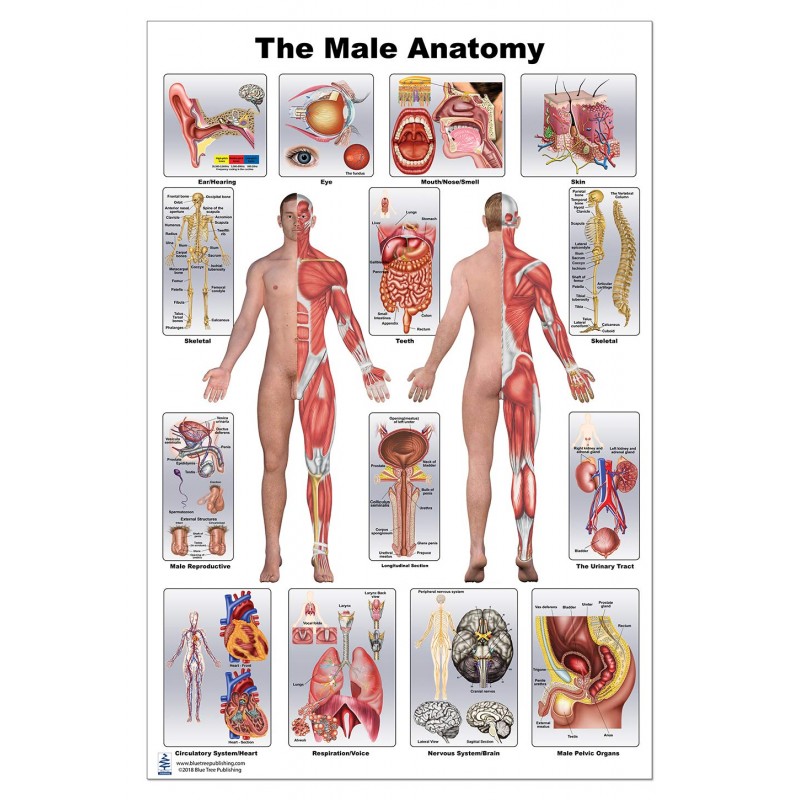 Male Anatomy Large Poster