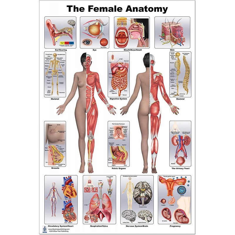 Female Anatomy Large Poster