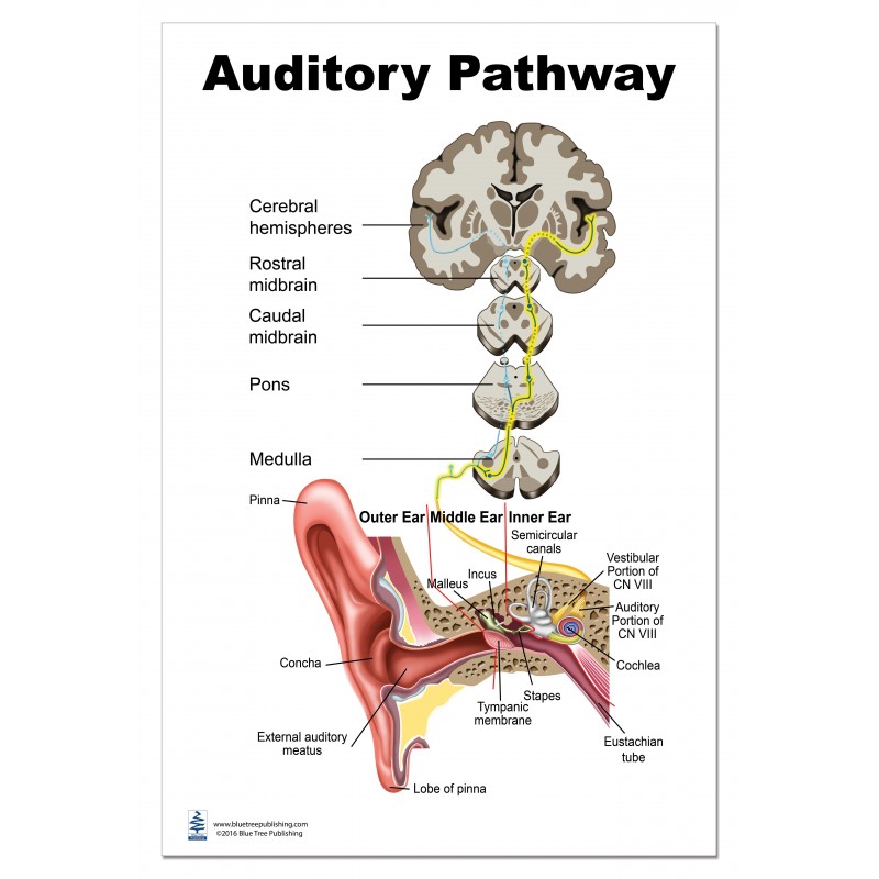 Auditory Pathway Large Poster