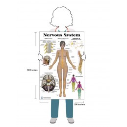 Nervous System Large Poster size