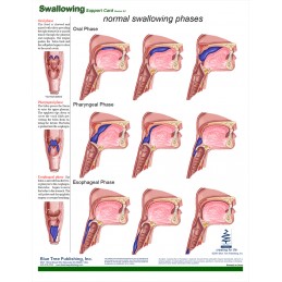 Swallowing Anatomical Chart back