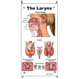 Larynx Small Poster with stand