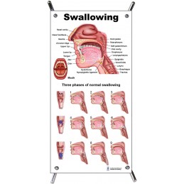 Swallowing Process Small Poster with stand
